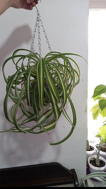 Другие комнатные растения: Сенсивьерия (Тещин язык) . Неприхотливый цветок. Растёт на солнце и в — 10