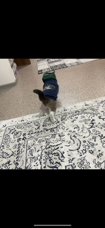 Отдам даром кошку: Кошка даром: Сиамская, Девочка, Приучена к лотку — 6