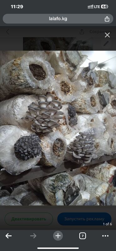 баклашка сатам: Продаю грибные блоки 
Изготавливаем любое количество по предоплате