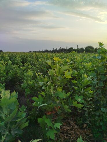 Tinglər: Hər növ ağac tinglerinin satışı — 7