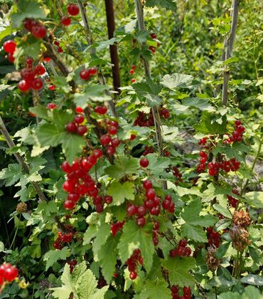 Продажа домов: Дача, 100 м², 4 комнаты, Собственник, Косметический ремонт at lalafo.kg — 13 Продажа домов: Дача, 100 м², 4 комнаты, Собственник, Косметический ремонт — 13