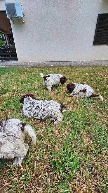 Psi: Lagotto Romagnolo štenci Dostupni štenci Lagoto Romanjolo od roditelja — 10
