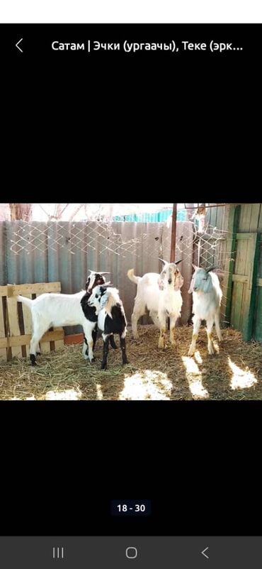 Козы, козлы: Продаю | Козёл (самец) | Битал | Для разведения — 19