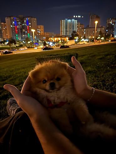 pişik üçün yuva: Передержка в уютной квартире около м. Нефчиляр 🐶🐱 Принимаем на — 3