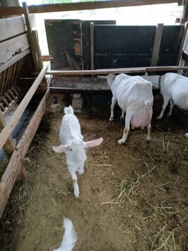 Козы, козлы: Продаю | Коза (самка) | Зааненская, Битал — 29