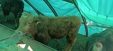 Коровы, быки: Продаю | Бык (самец) | Полукровка | На откорм — 5