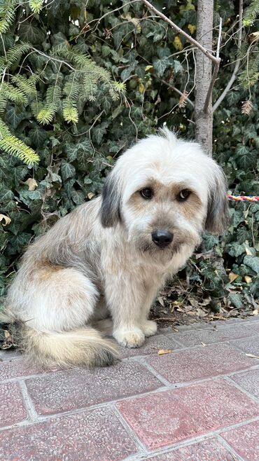 Отдам даром собаку: Собака даром: Дворняжка, 2 года, Самец, С прививкой — 6