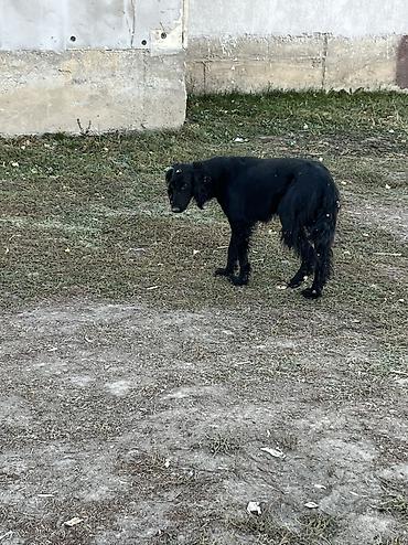 Продажа собак: Тайган, 1 год, Самец — 2