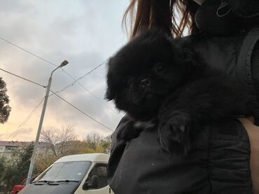 pişiklər ucun bit dərmanı: Пекинес