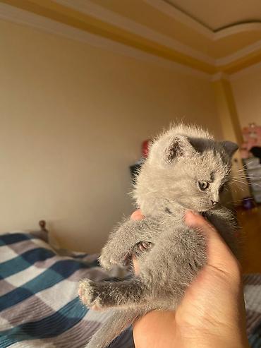 Pişiklər: Britan, Yaxşı əllərə — 12