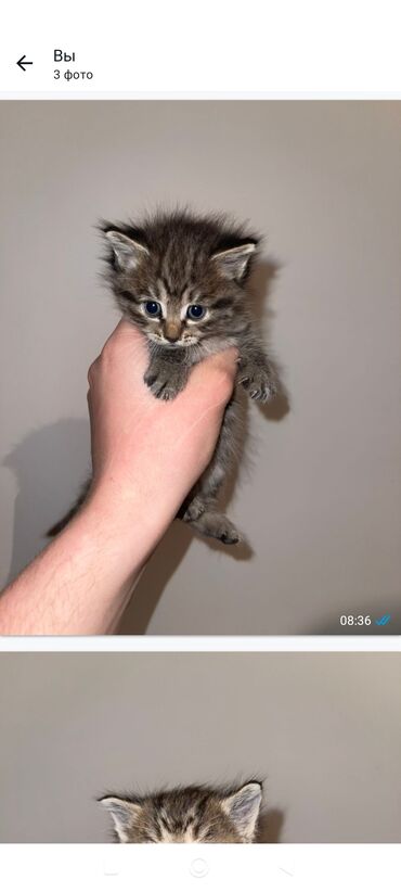 отдам котята: 2 месяца, Мальчик