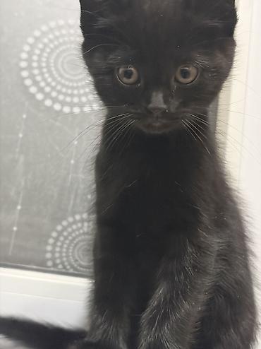 манчкин котенок купить: В добрые руки метисы 3 мальчика 1 девочка к лотку приручены 1,5 месяца — 3