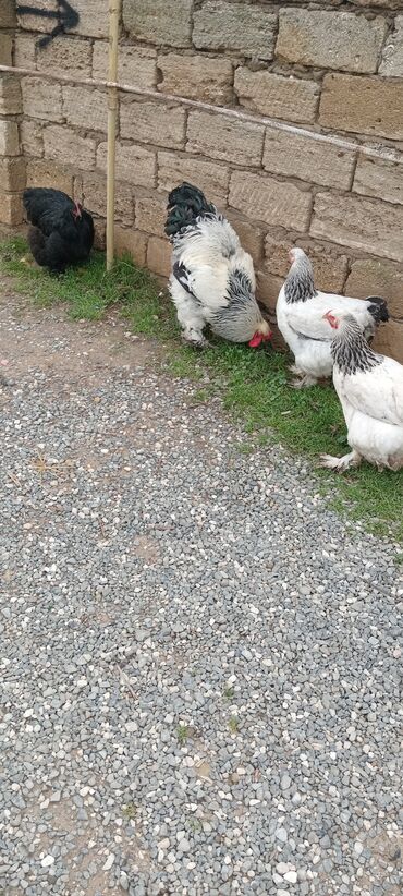 Toyuqlar: Brahma toyuqları – yumurtacı və ətlik iri cins 3 toyug 1 xoruz 280 m — 11