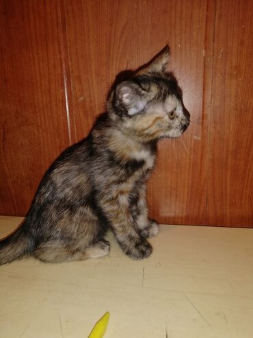 2694 объявлений: Котята в хорошие добрые ручки к лотку приучены очень игривые