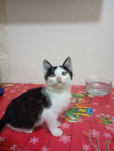 Pişiklər: Yaxşı əllərə — 4