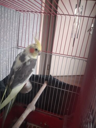 котята в добрые руки баку: Salam qəfəs qarışığ təmiz ruçnoydu fit ilə mahnı oxuyur öyrərməyə