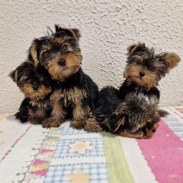 U ponudi jorkici top kvaliteta! Stenci su zdravi, ocisceni soltrex — 1
