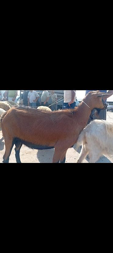 südlük inəklər: Salam bidenə temiz obir haş alpin 3 qarın doxub qurudub bir denə de — 1