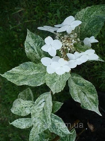 Гортензия: Саженцы — 5