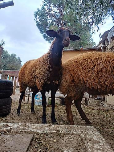 doşan satışı: Erkək, il: 1, 45 kq, Damazlıq, Ödənişli çatdırılma — 3