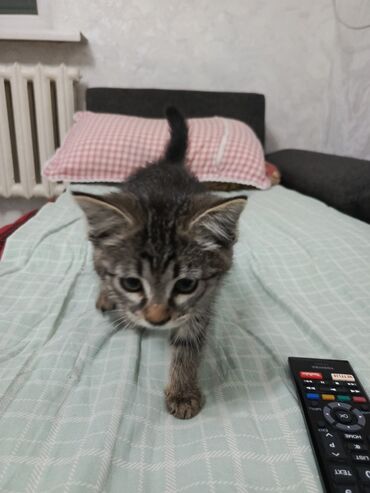скоттиш фолд шотландская вислоухая кошка: Мышык бекер берилет: Породасыз, 1 айлык, Ургаачы, Лотокко барууга үйрөтүлгөн