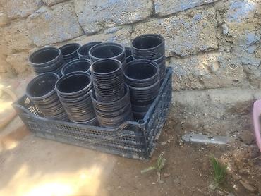Горшки для растений: Məhsul: Fidan və çiçək üçün plastik qablər.dibçekler. 1 -25 qepik — 2