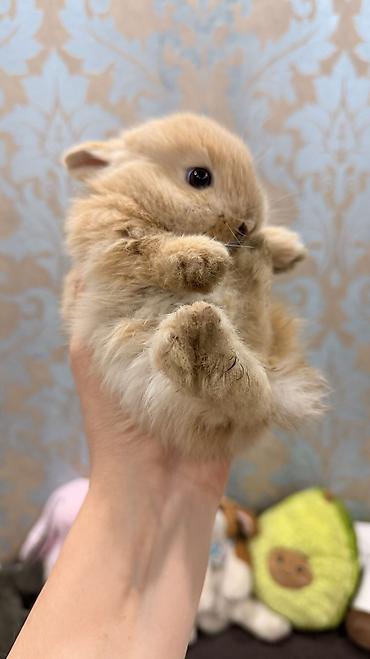 белый кролик: 🐰 Декоративные крольчата породы «Львиная голова» 🐰 Милота, в которую — 2
