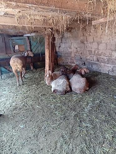 килограмм баранины цена: Продаю | Овца (самка) | Для разведения | Осеменитель — 2