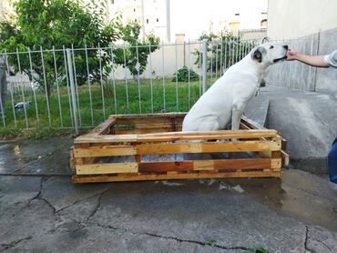 будка для крупной собаки: Продаю родильный манеж для собак. 1.15 х 1.46 х 0.30 см (ширина 1.15