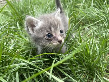 отдам котят в добрые руки: Отдам кошек в добрые руки