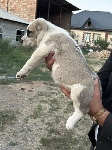Продажа собак: Алабай, 1 месяц, Самец — 5