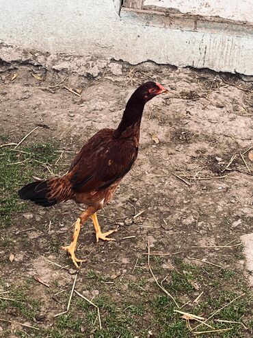 Toyuqlar: Toyuq, Damazlıq — 3