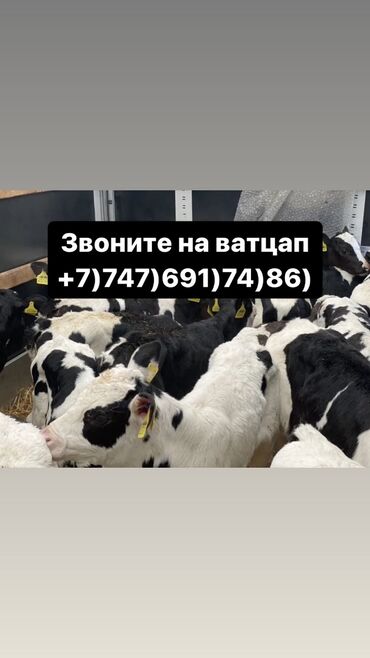 ат араба сатылат: Бычки телята тёлучки +7)747)691)74)86) вотсап Бычки телята тёлки