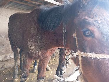 Лошади, кони: Продаю | Жеребец | Для разведения — 3