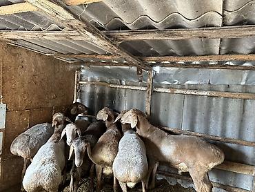 Баран, овца: Продаю | Баран (самец) | Арашан — 6