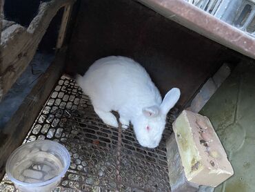 кролик нзб: Продаю | Крольчиха (самка) | Белый великан, Калифорнийская, Новозеландская, НЗК | Для разведения | Племенные