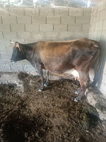 Животные: Продаю | Корова (самка) | Алатауская | Для разведения, Для молока | Стельные