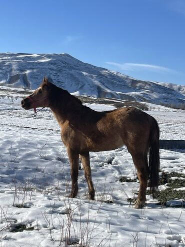 Лошади, кони: Продаю | Кобыла (самка) | Для разведения — 6