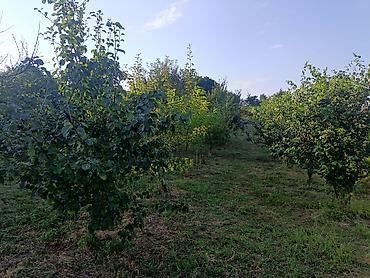 kirayə otaq: Əmlak Quba rayon Zərgova kəndində yerləşir, daimi işıq, su var. 2 otağ — 2