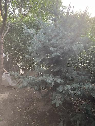 елка голубая: Ель голубая –декоративное хвойное дерево для сада и приусадебных — 1