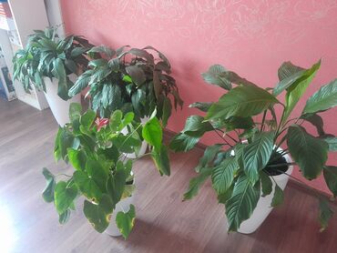 Фикусы: Коллекция комнатных растений в кашпо: - Фикус эластика — 9