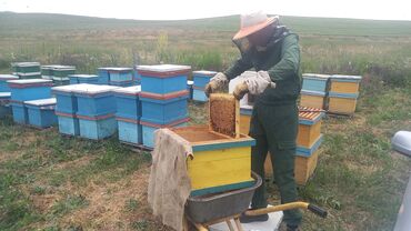 токтогул балы: Продаётся мед 🍯 натуральный, горный мед 🍯