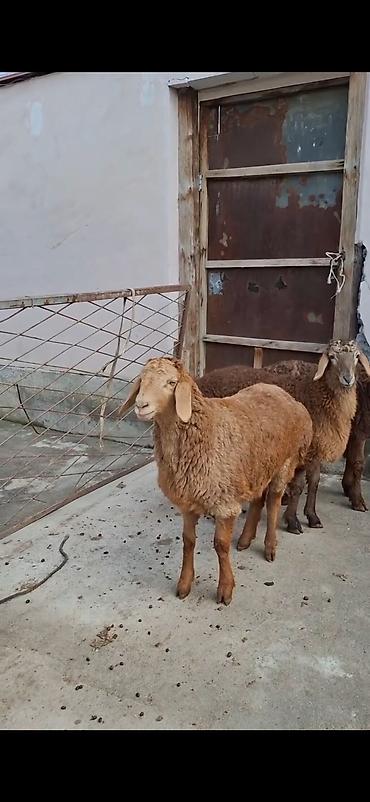 keci pendiri qiyməti: Qoyunlar – 3 baş, ətlik/südlük yerli cins - Rəng: açıq-sarı və tünd — 7