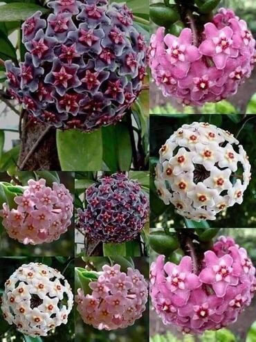 ilkin odenis 2000: Məhsul: Hoya (Mum çiçəyi) – sferik çiçək şaxələri, çoxrəngli sortlar