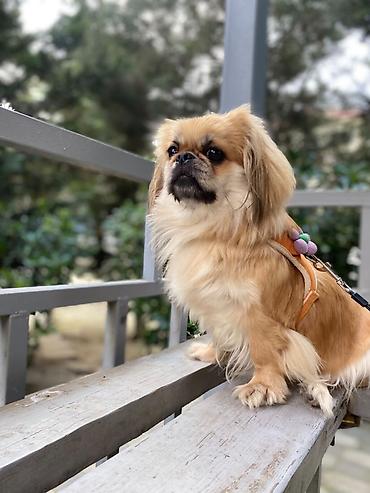avcarka itləri: Pekines — 2