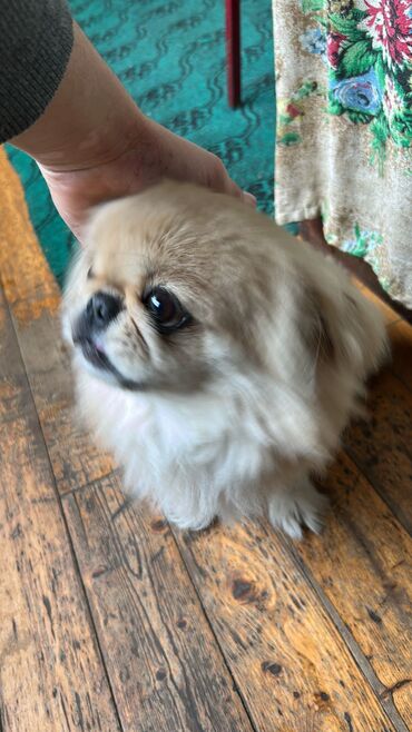 İtlər: Pekines, 1 ay, Dişi, Peyvəndli, Pulsuz çatdırılma