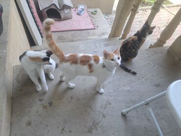 Pişiklər: Yaxşı əllərə — 5