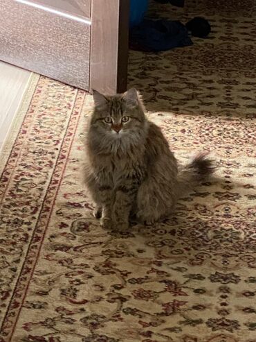 кошка персидская шиншилла: Потерялась кошка в районе Аламединского рынка( БЧК). Кто видел