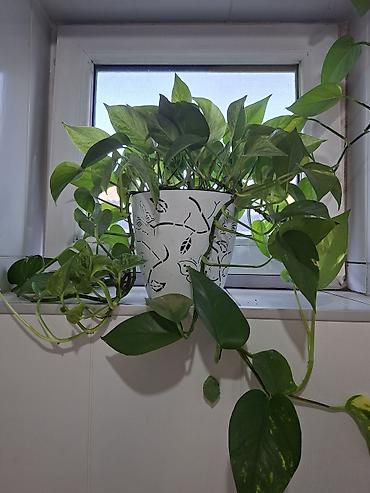 за неделю: Комнатные суккуленты в горшках 1) Сансевиерия хаки (Sansevieria — 8