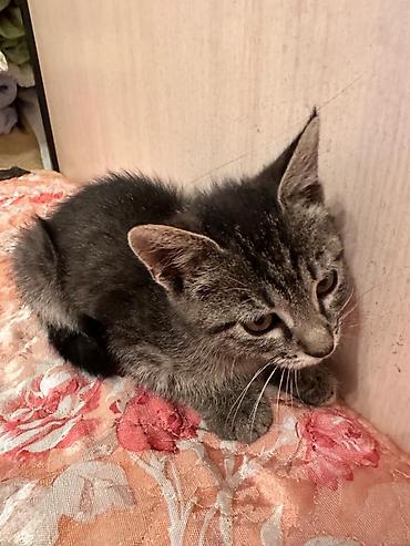 Үй жаныбарлары: Котёнок мальчик, 1,5 месяца лоток на пять полосатый тигрёнок (окрас — 4